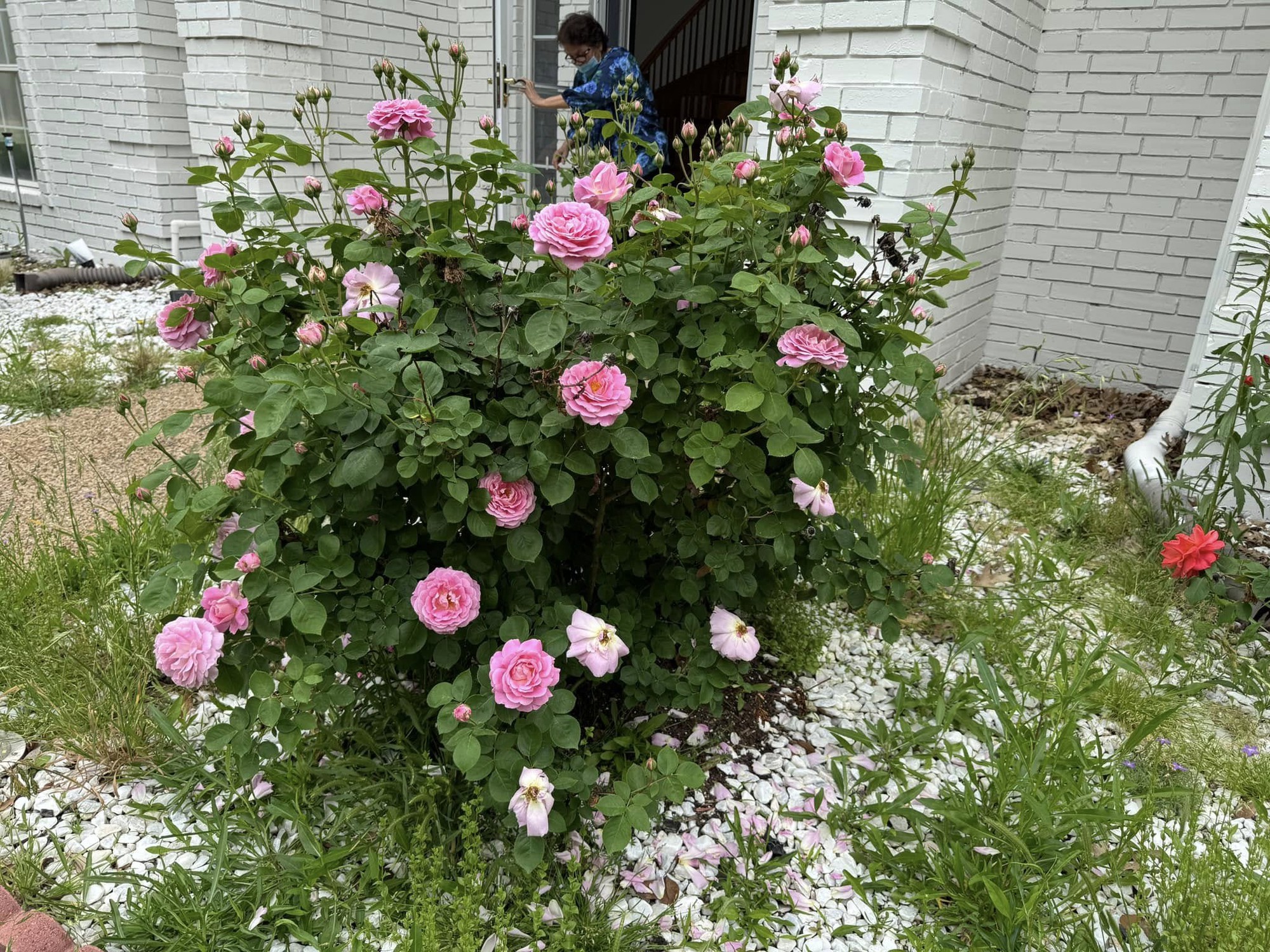 Vườn hoa hồng rực rỡ của Đan Trường Những khóm hoa hồng trong khuôn viên biệt thự ở Mỹ