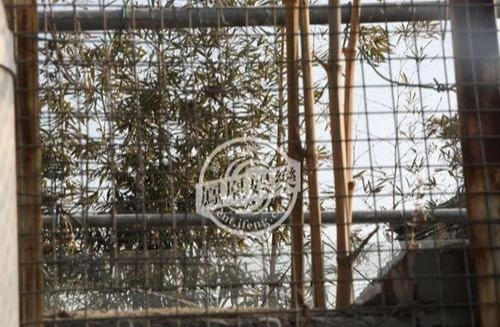 Tường cao hơn nhà lân cận, gia cố tính riêng tư Bức tường cao gần 4m bao quanh mặt chính nhà